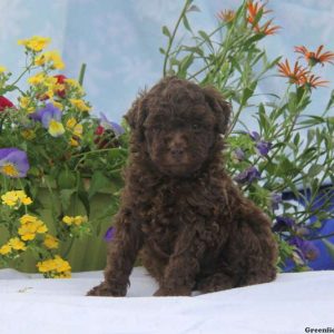 Pepsi, Toy Poodle Puppy