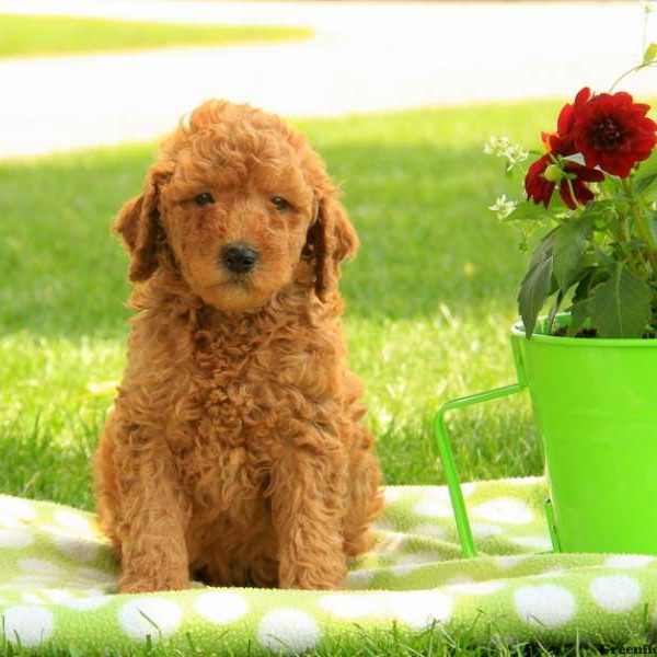 Perkins, Goldendoodle-Miniature Puppy