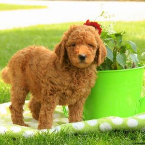 Perkins, Goldendoodle-Miniature Puppy