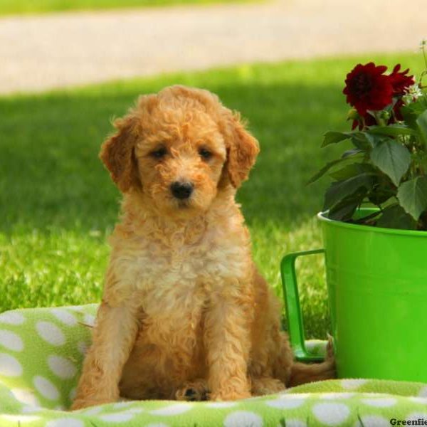 Petunia, Goldendoodle-Miniature Puppy