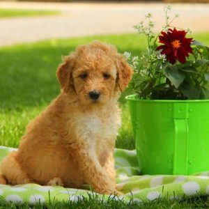 Petunia, Goldendoodle-Miniature Puppy