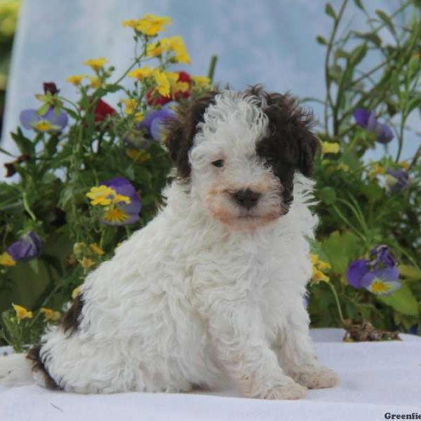 Pinky, Toy Poodle Puppy