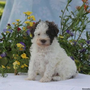 Pinky, Toy Poodle Puppy