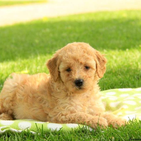 Pippa, Goldendoodle-Miniature Puppy