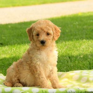 Pippa, Goldendoodle-Miniature Puppy