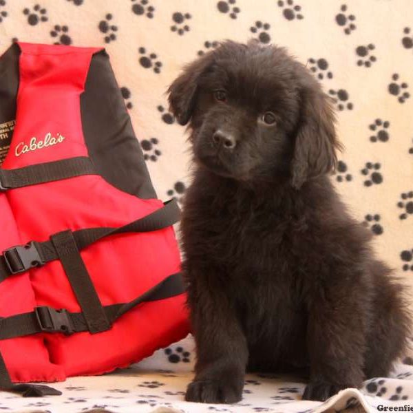 Rosie, Newfoundland Puppy