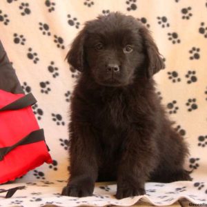 Rosie, Newfoundland Puppy