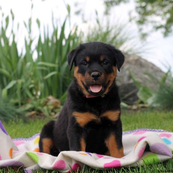 Roy, Rottweiler Puppy