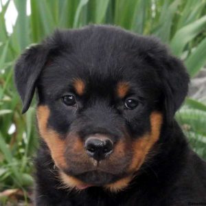 Roy, Rottweiler Puppy