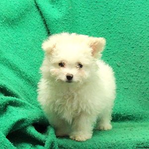 Ruff, Morkie / Yorktese Puppy