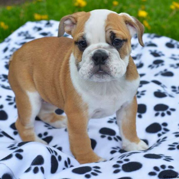 Sal, English Bulldog Puppy