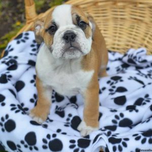 Sal, English Bulldog Puppy