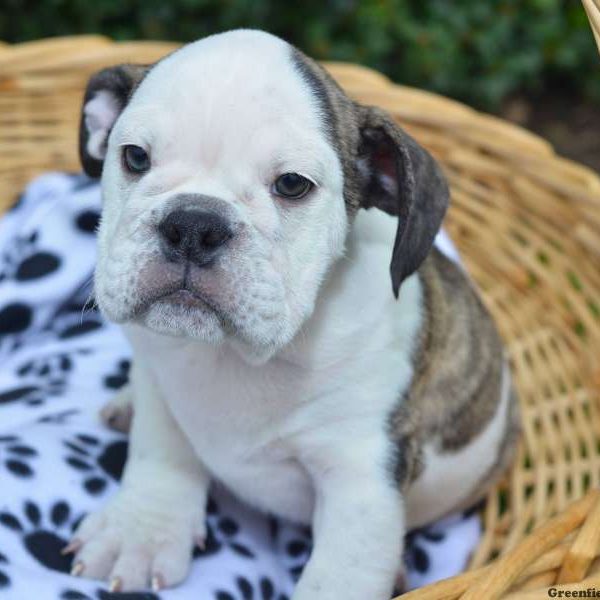 Samantha, English Bulldog Puppy