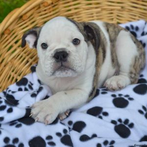 Samantha, English Bulldog Puppy