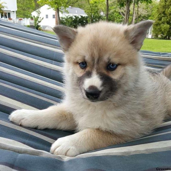 Sandy, Pomsky Puppy