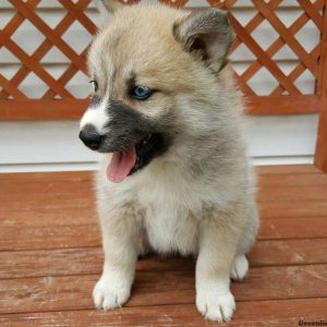 Sandy, Pomsky Puppy