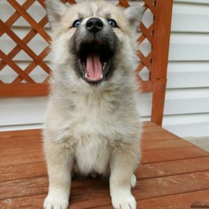 Sandy, Pomsky Puppy