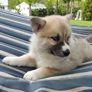 Sandy, Pomsky Puppy