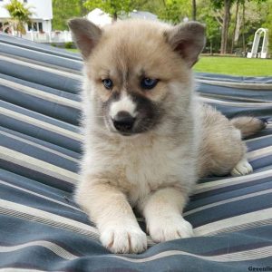 Sandy, Pomsky Puppy