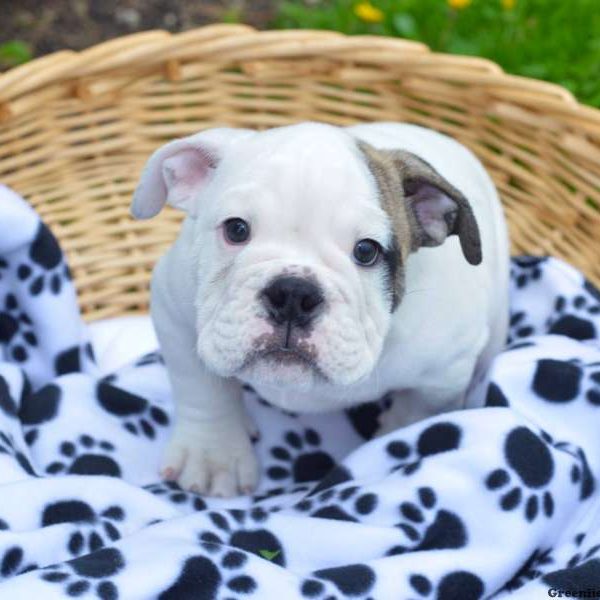 Seth, English Bulldog Puppy