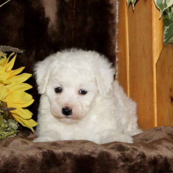 Skippy, Bichon Frise Puppy