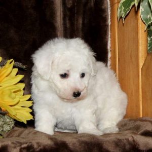 Skippy, Bichon Frise Puppy