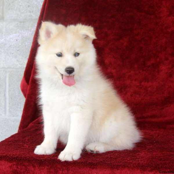 Smokey, Pomsky Puppy