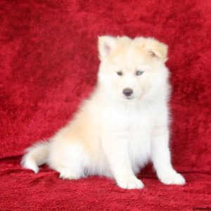 Smokey, Pomsky Puppy