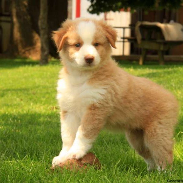 Sparky, Australian Shepherd Puppy