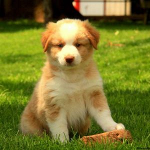 Sparky, Australian Shepherd Puppy