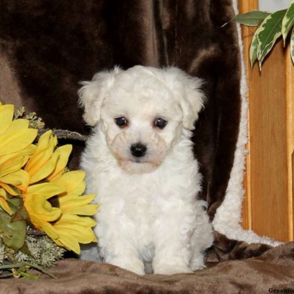 Stanley, Bichon Frise Puppy