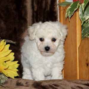 Stanley, Bichon Frise Puppy