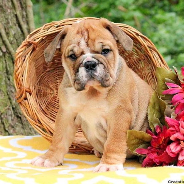 Streaks, English Bulldog Puppy