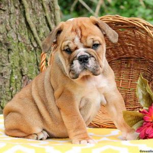 Streaks, English Bulldog Puppy