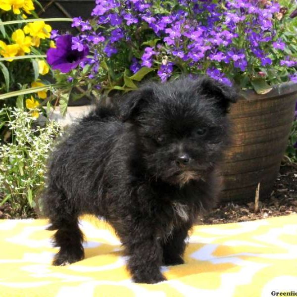 Tate, Shih Tzu Mix Puppy