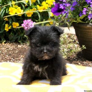 Tate, Shih Tzu Mix Puppy