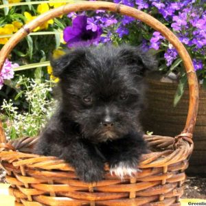 Tate, Shih Tzu Mix Puppy