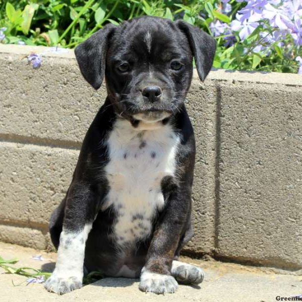 Tayla, Boston Terrier Mix Puppy