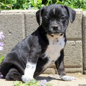 Tayla, Boston Terrier Mix Puppy