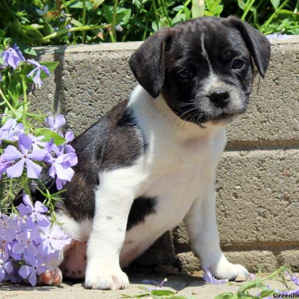 Taylor, Boston Terrier Mix Puppy