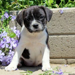 Taylor, Boston Terrier Mix Puppy