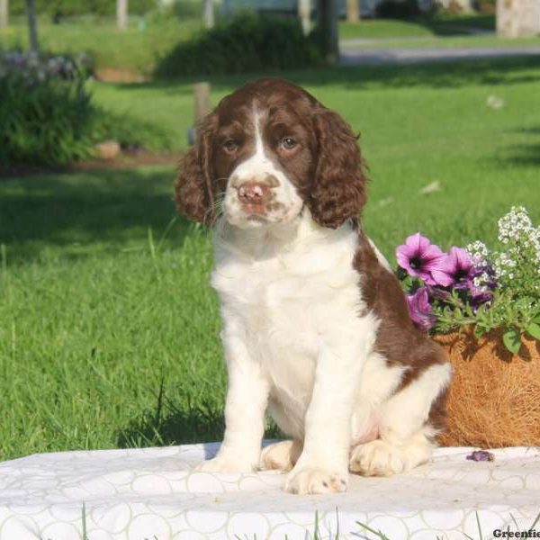 Teddy, English Springer Spaniel Puppy