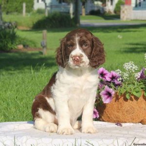 Teddy, English Springer Spaniel Puppy