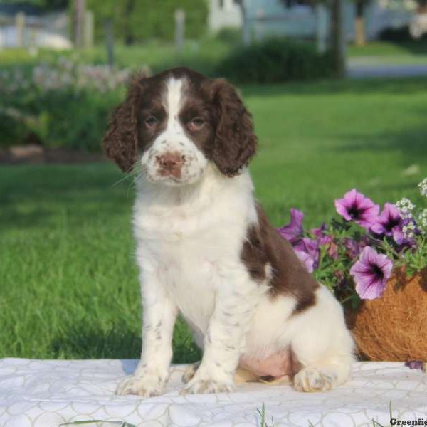 Teresa, English Springer Spaniel Puppy