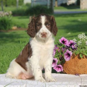 Teresa, English Springer Spaniel Puppy