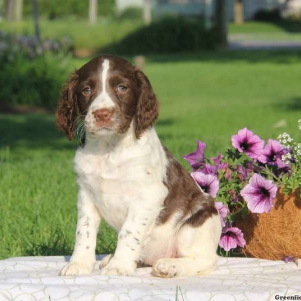 Tillie, English Springer Spaniel Puppy