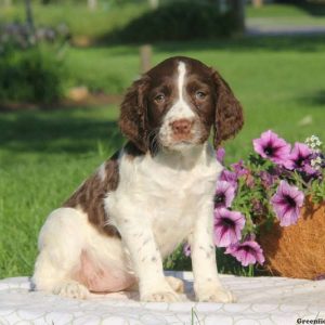 Tillie, English Springer Spaniel Puppy