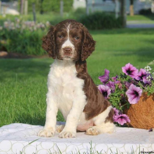 Tina, English Springer Spaniel Puppy