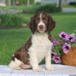 Tina, English Springer Spaniel Puppy