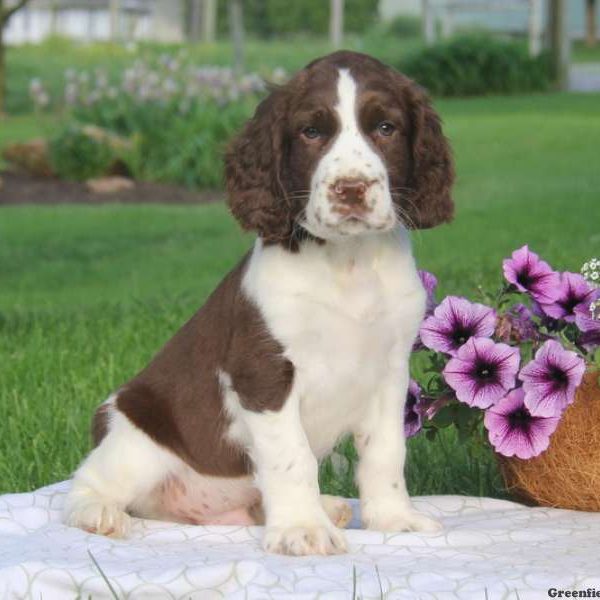 Tommy, English Springer Spaniel Puppy